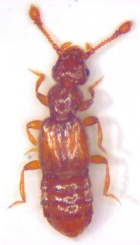Euplectus sp.